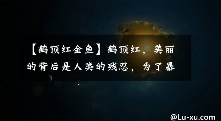 【鹤顶红金鱼】鹤顶红，美丽的背后是人类的残忍，为了暴富不择手段