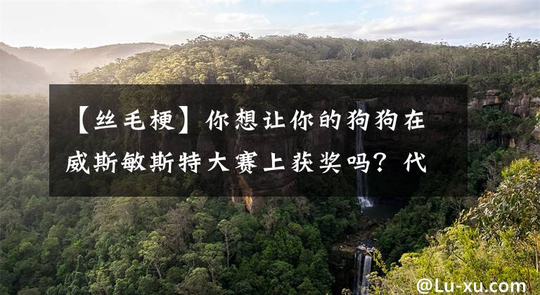 【丝毛梗】你想让你的狗狗在威斯敏斯特大赛上获奖吗？代价可能是狗狗的尾巴