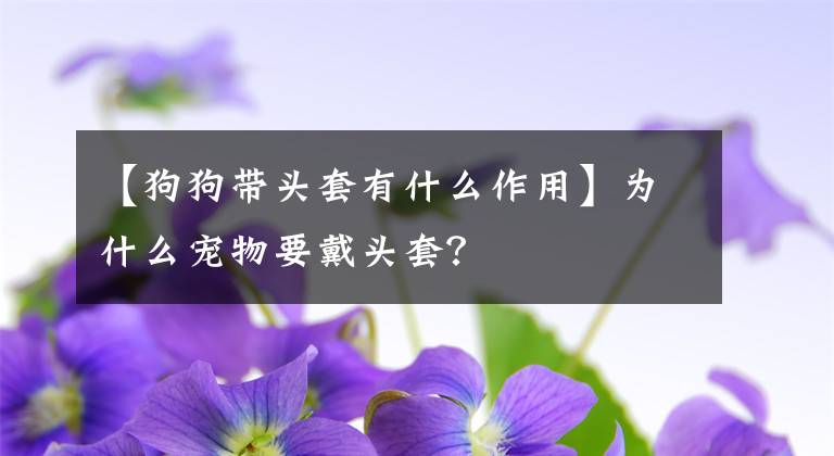 【狗狗带头套有什么作用】为什么宠物要戴头套？