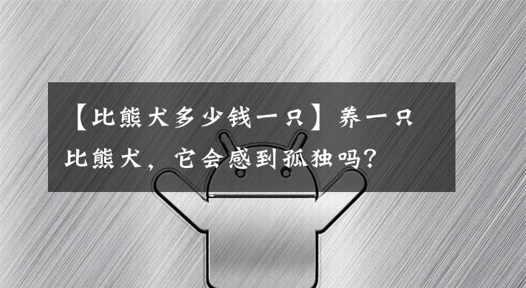 【比熊犬多少钱一只】养一只比熊犬，它会感到孤独吗？