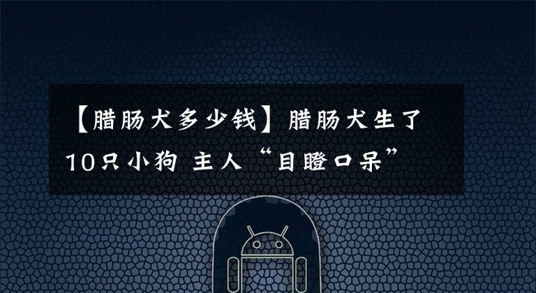 【腊肠犬多少钱】腊肠犬生了10只小狗 主人“目瞪口呆”