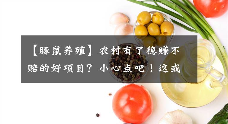 【豚鼠养殖】农村有了稳赚不赔的好项目？小心点吧！这或许是陷阱