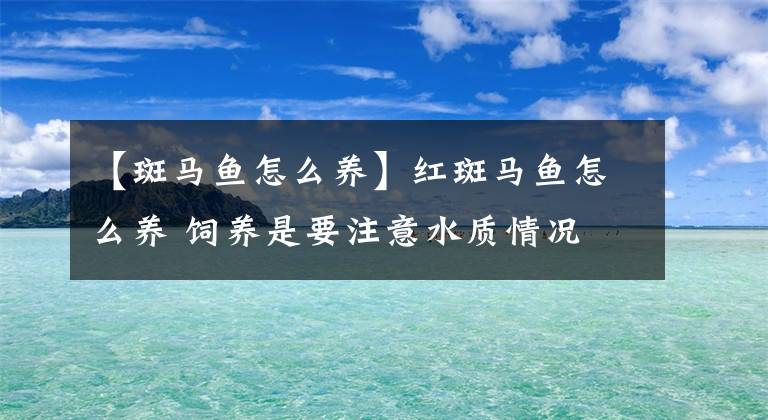 【斑马鱼怎么养】红斑马鱼怎么养 饲养是要注意水质情况