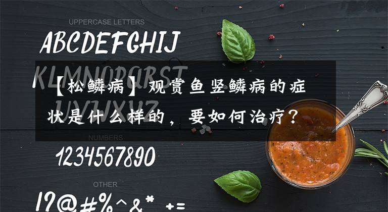 【松鳞病】观赏鱼竖鳞病的症状是什么样的，要如何治疗？