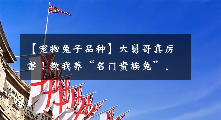 【宠物兔子品种】大舅哥真厉害！教我养“名门贵族兔”，一年繁殖4次，年入12万