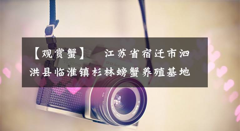 【观赏蟹】​江苏省宿迁市泗洪县临淮镇杉林螃蟹养殖基地螃蟹喜获丰收