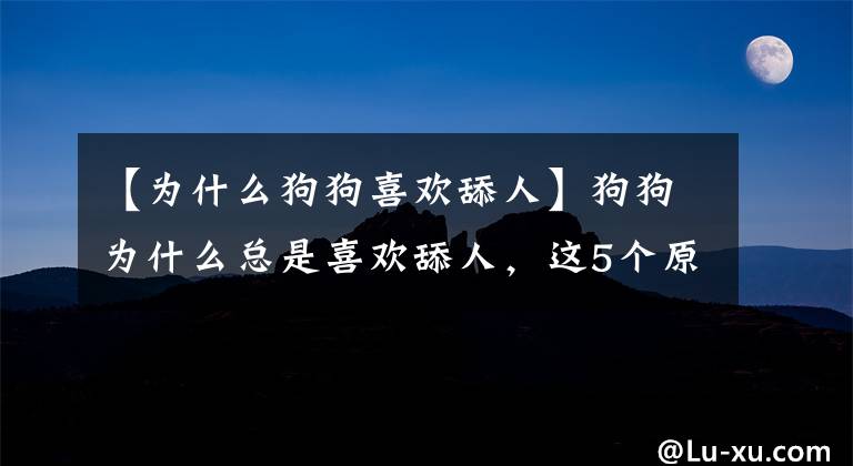 【为什么狗狗喜欢舔人】狗狗为什么总是喜欢舔人，这5个原因你看了就懂，这其实是好事