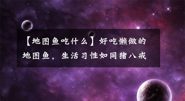 【地图鱼吃什么】好吃懒做的地图鱼，生活习性如同猪八戒，但却受到人们的喜爱