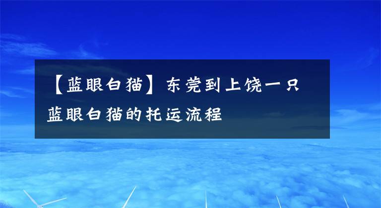 【蓝眼白猫】东莞到上饶一只蓝眼白猫的托运流程