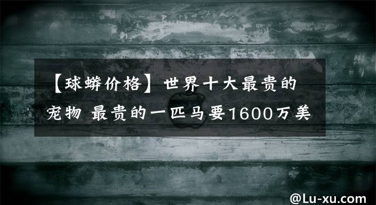 【球蟒价格】世界十大最贵的宠物 最贵的一匹马要1600万美元