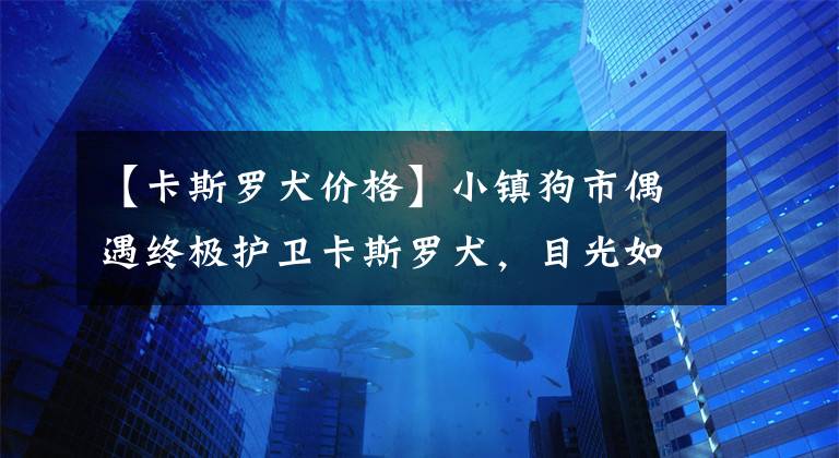 【卡斯罗犬价格】小镇狗市偶遇终极护卫卡斯罗犬，目光如电透杀气，2千元带走