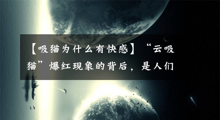 【吸猫为什么有快感】“云吸猫”爆红现象的背后，是人们对猫咪的自我性格的投射