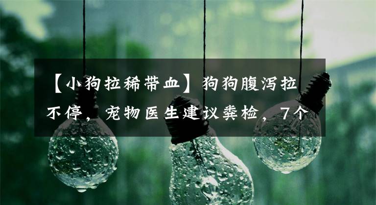 【小狗拉稀带血】狗狗腹泻拉不停，宠物医生建议粪检，7个常见原因及治疗方法