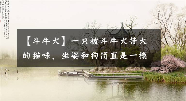 【斗牛犬】一只被斗牛犬带大的猫咪，坐姿和狗简直是一模一样，太霸气了吧文章配图