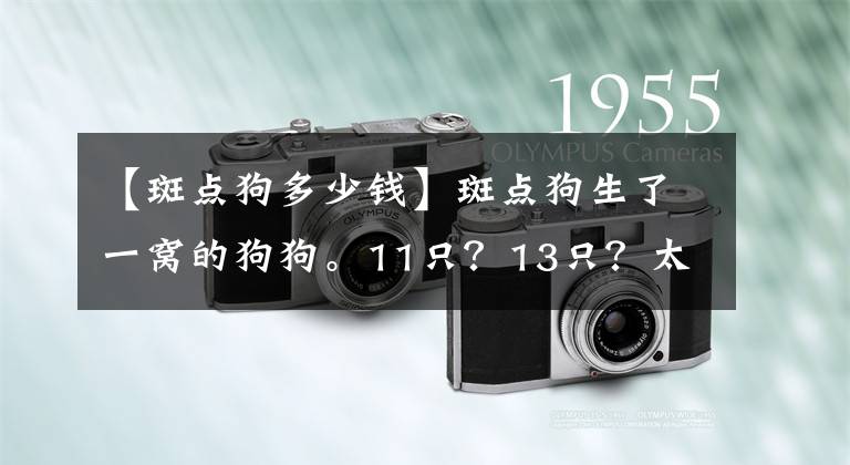 【斑点狗多少钱】斑点狗生了一窝的狗狗。11只？13只？太多了，有点数不过来？