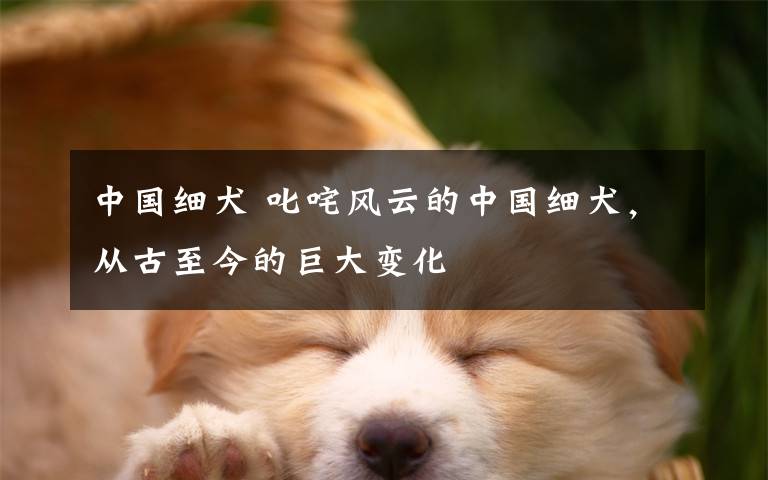 中国细犬 叱咤风云的中国细犬，从古至今的巨大变化