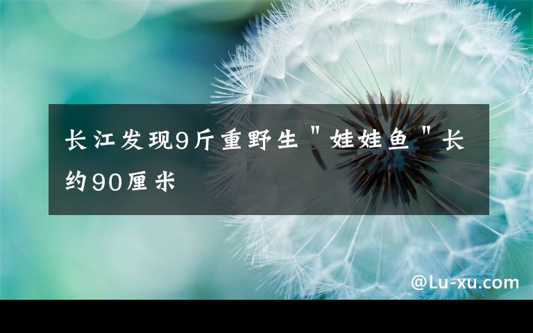 长江发现9斤重野生＂娃娃鱼＂长约90厘米