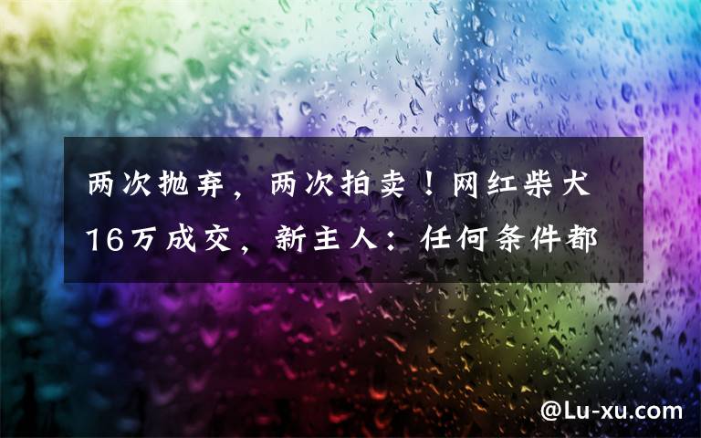 两次抛弃，两次拍卖！网红柴犬16万成交，新主人：任何条件都不会交还