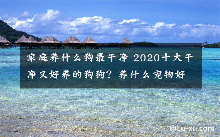 家庭养什么狗最干净 2020十大干净又好养的狗狗？养什么宠物好十强排行榜