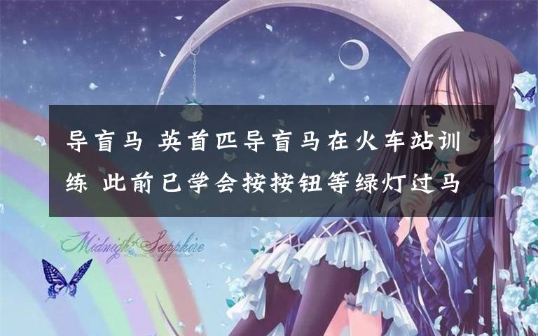 导盲马 英首匹导盲马在火车站训练 此前已学会按按钮等绿灯过马路