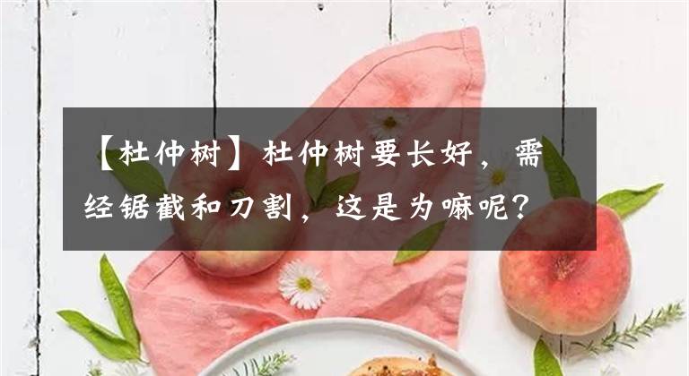 【杜仲树】杜仲树要长好，需经锯截和刀割，这是为嘛呢？