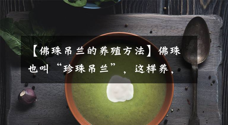 【佛珠吊兰的养殖方法】佛珠也叫“珍珠吊兰”，这样养，越长越带劲，绿瀑布就是这样养
