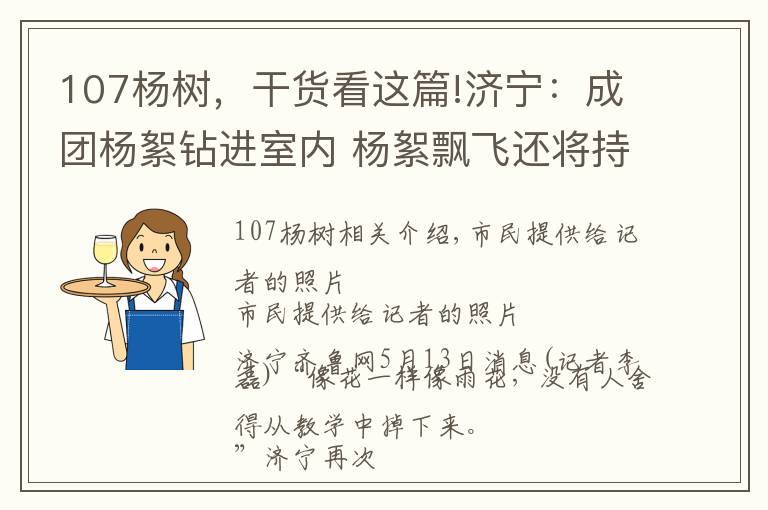 107杨树，干货看这篇!济宁：成团杨絮钻进室内 杨絮飘飞还将持续到5月底