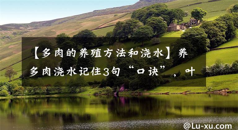 【多肉的养殖方法和浇水】养多肉浇水记住3句“口诀”，叶片“胖乎乎”，养出漂亮状态