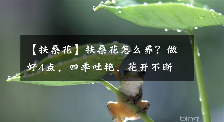 【扶桑花】扶桑花怎么养？做好4点，四季吐艳，花开不断