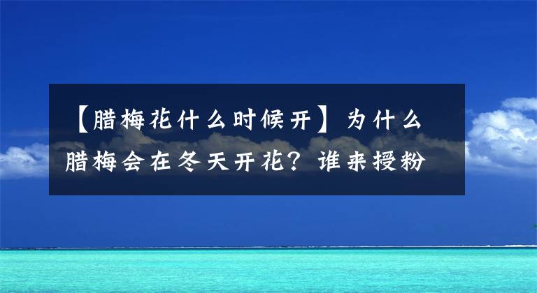 【腊梅花什么时候开】为什么腊梅会在冬天开花？谁来授粉，难道它们不怕近亲繁殖吗？