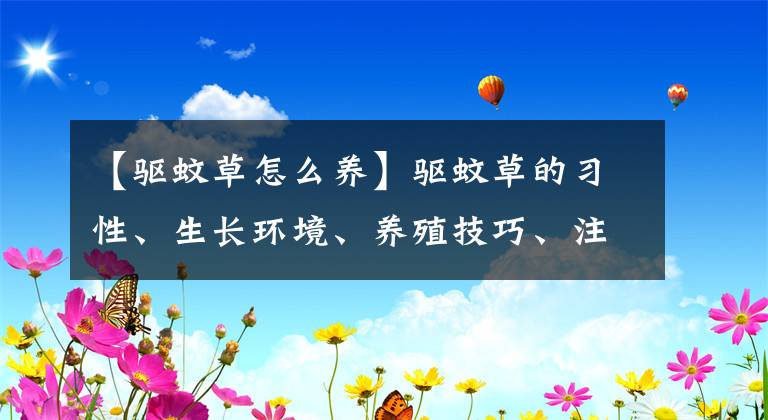 【驱蚊草怎么养】驱蚊草的习性、生长环境、养殖技巧、注意问题