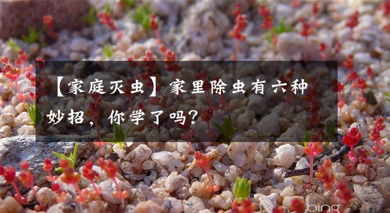 【家庭灭虫】家里除虫有六种妙招，你学了吗？