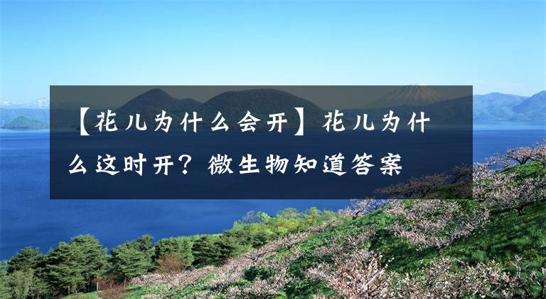 【花儿为什么会开】花儿为什么这时开？微生物知道答案