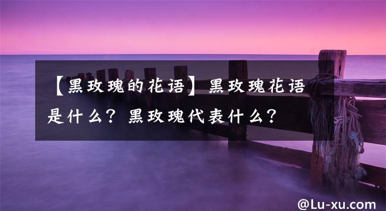 【黑玫瑰的花语】黑玫瑰花语是什么？黑玫瑰代表什么？