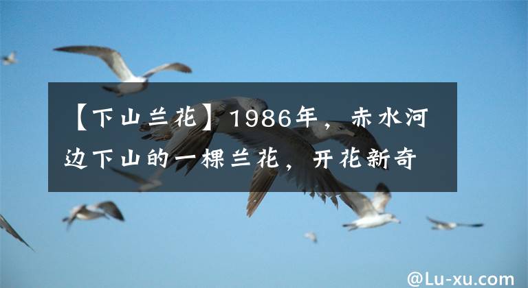 【下山兰花】1986年，赤水河边下山的一棵兰花，开花新奇无比，后来卖出了天价