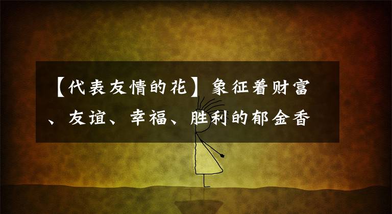 【代表友情的花】象征着财富、友谊、幸福、胜利的郁金香花