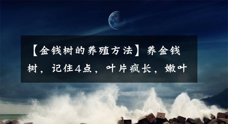 【金钱树的养殖方法】养金钱树，记住4点，叶片疯长，嫩叶蹭蹭冒，长到爆盆，吉祥招财