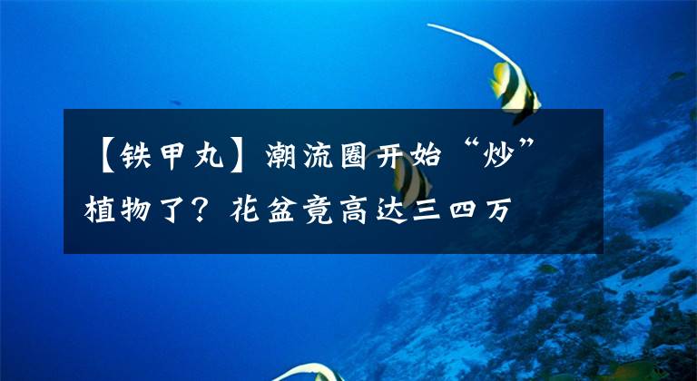 【铁甲丸】潮流圈开始“炒”植物了？花盆竟高达三四万