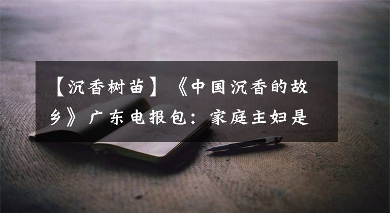 【沉香树苗】《中国沉香的故乡》广东电报包：家庭主妇是播音员沉香化身“金钥匙”