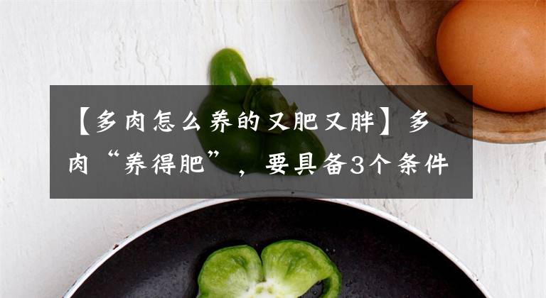 【多肉怎么养的又肥又胖】多肉“养得肥”，要具备3个条件，胖胖哒很可爱，从嫌弃变最爱