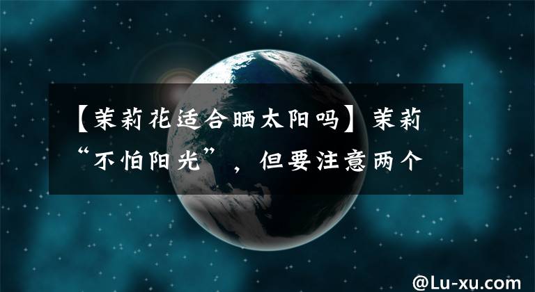 【茉莉花适合晒太阳吗】茉莉“不怕阳光”，但要注意两个“小细节”，这样才能迅速长大，开花，盆会爆裂。文章配图