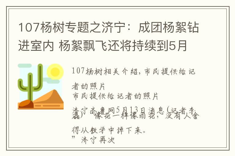 107杨树专题之济宁：成团杨絮钻进室内 杨絮飘飞还将持续到5月底