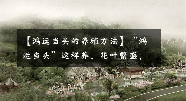 【鸿运当头的养殖方法】“鸿运当头”这样养，花叶繁盛，“聚财发福”，不信你还养不好