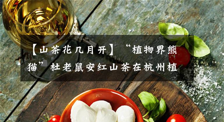 【山茶花几月开】“植物界熊猫”杜老鼠安红山茶在杭州植物园盛开