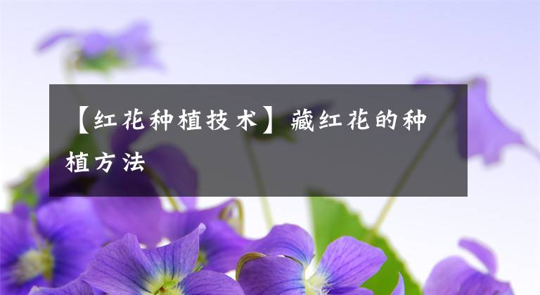 【红花种植技术】藏红花的种植方法