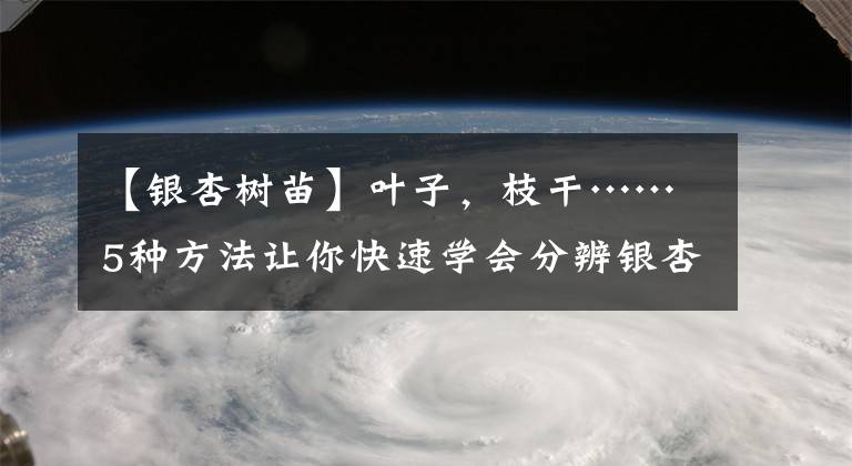 【银杏树苗】叶子，枝干……5种方法让你快速学会分辨银杏树的性别