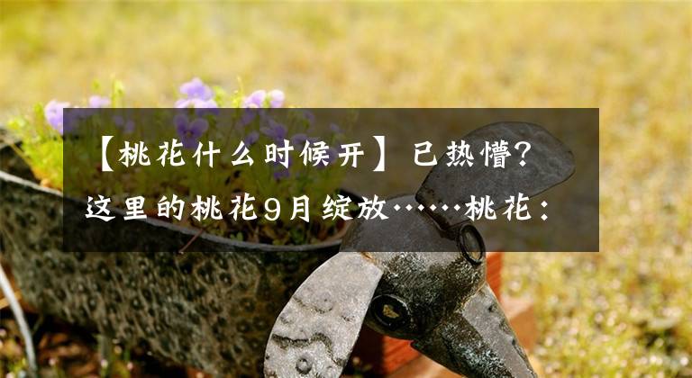 【桃花什么时候开】已热懵？这里的桃花9月绽放……桃花：突然就想开了