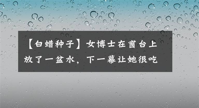 【白蜡种子】女博士在窗台上放了一盆水，下一幕让她很吃惊