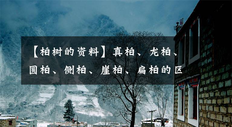 【柏树的资料】真柏、龙柏、圆柏、侧柏、崖柏、扁柏的区别辨识