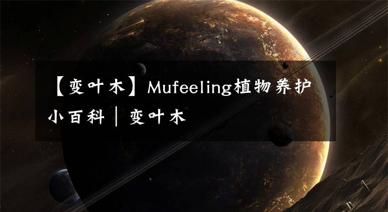 【变叶木】Mufeeling植物养护小百科｜变叶木